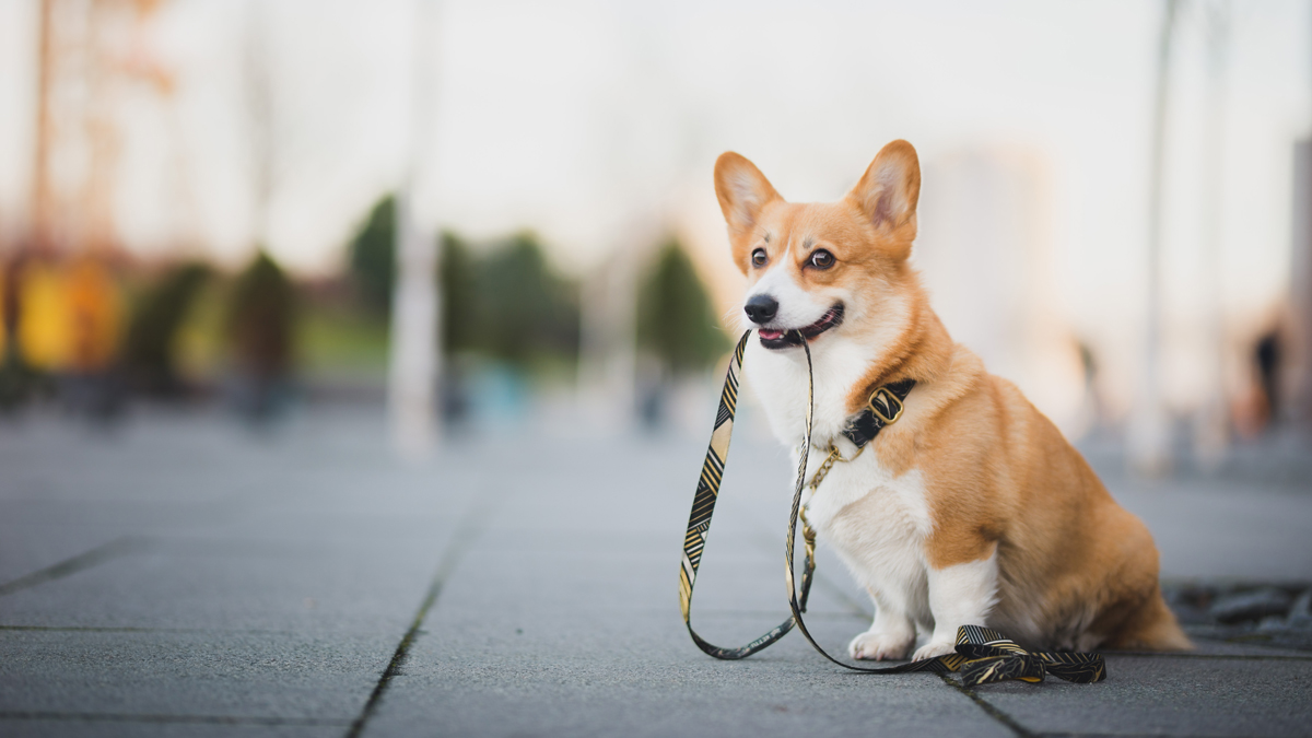 DNA-Nachweis für Hundehaufen gefordert