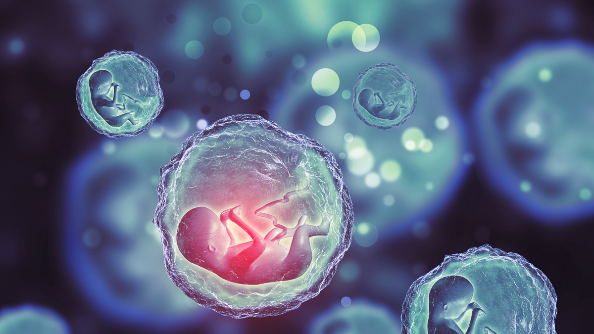 Wissenschaftler haben künstlichen Embryo erschaffen