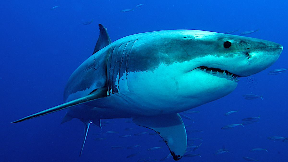 Mitten am Traumstrand: Touristin stirbt durch Hai-Attacke