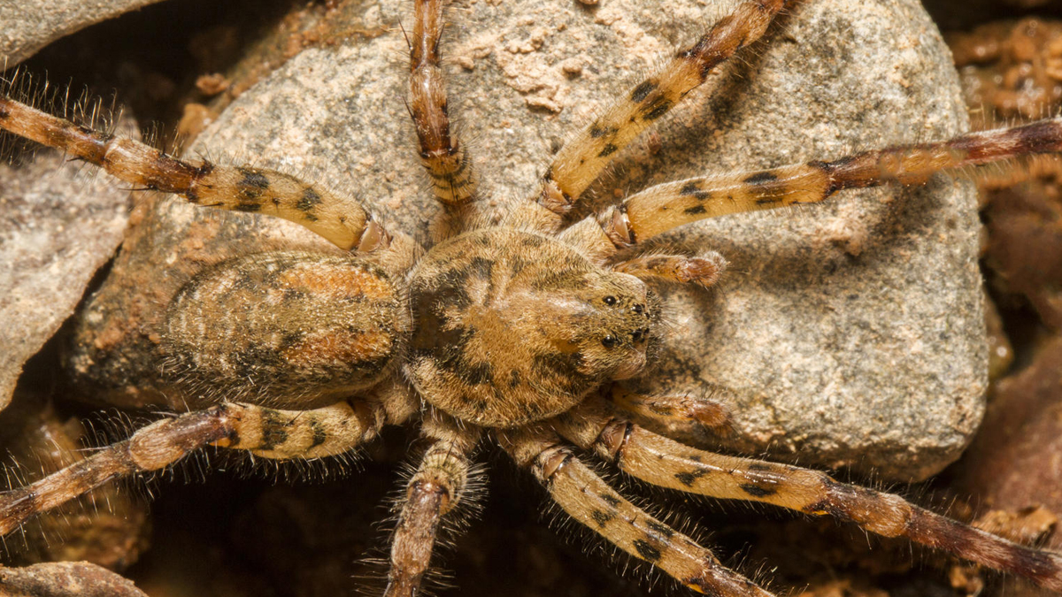 Nosferatu-Spinne breitet sich in ganz Deutschland aus