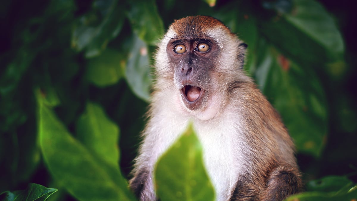 Wissenschaftler entdecken neues Virus bei Affen