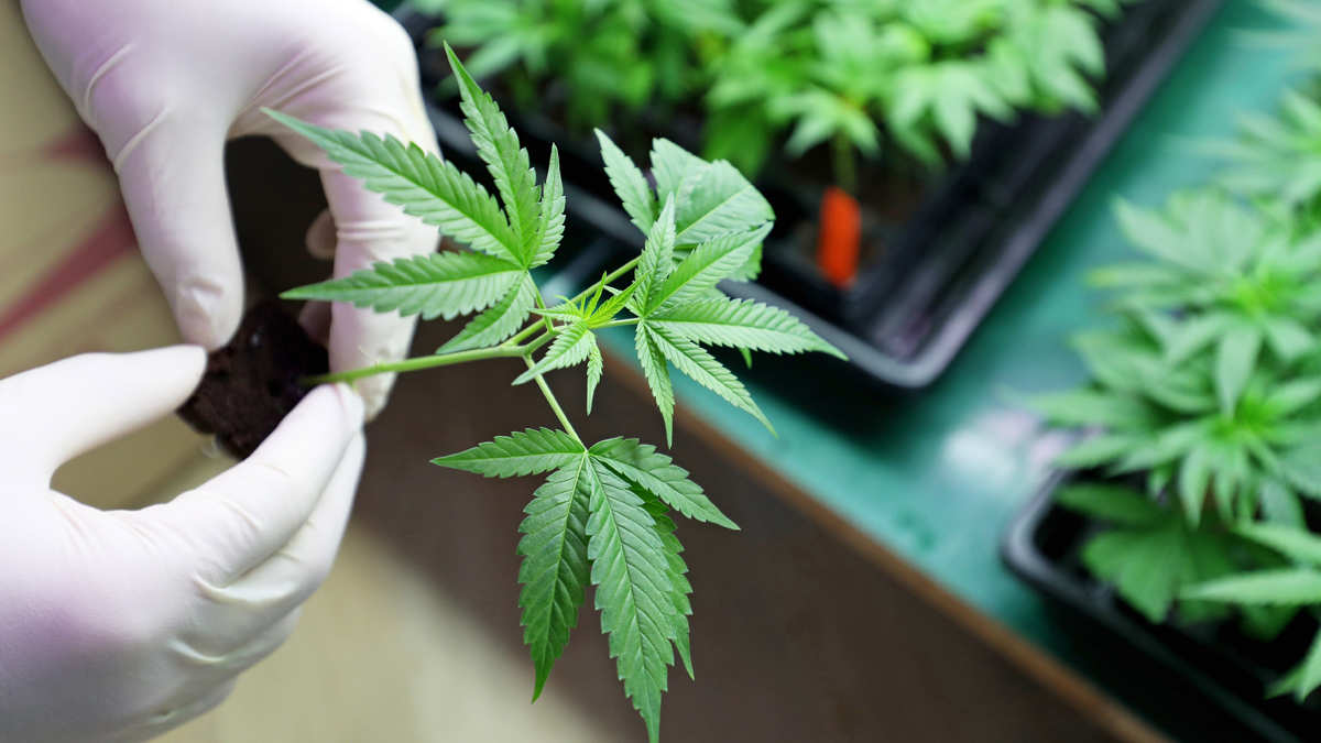 Legaler Kauf von Cannabis: Das sind die Bedingungen