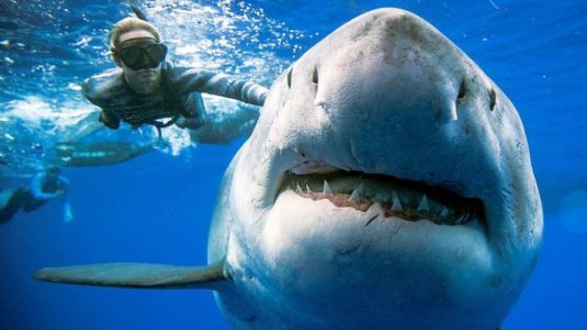 Ocean Ramsey: Forscherin schwimmt das erste Mal mit einem weissen Hai