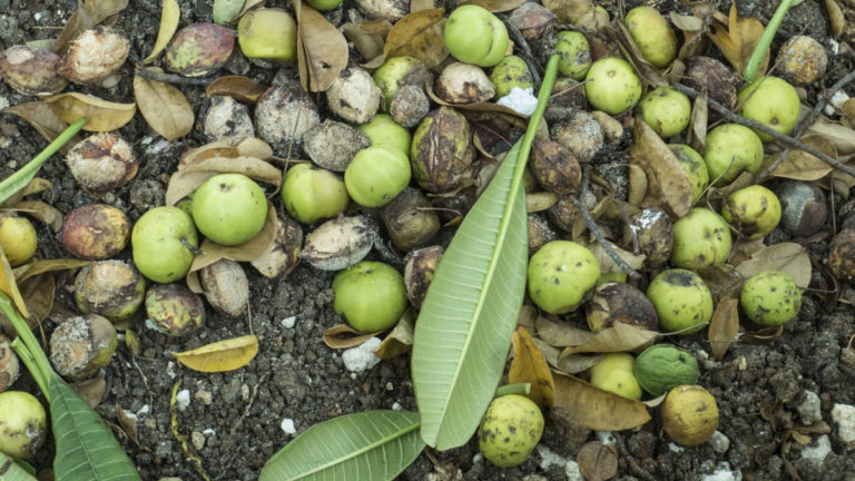 Manchinelbaum Das macht den giftigsten Baum der Welt so gefährlich