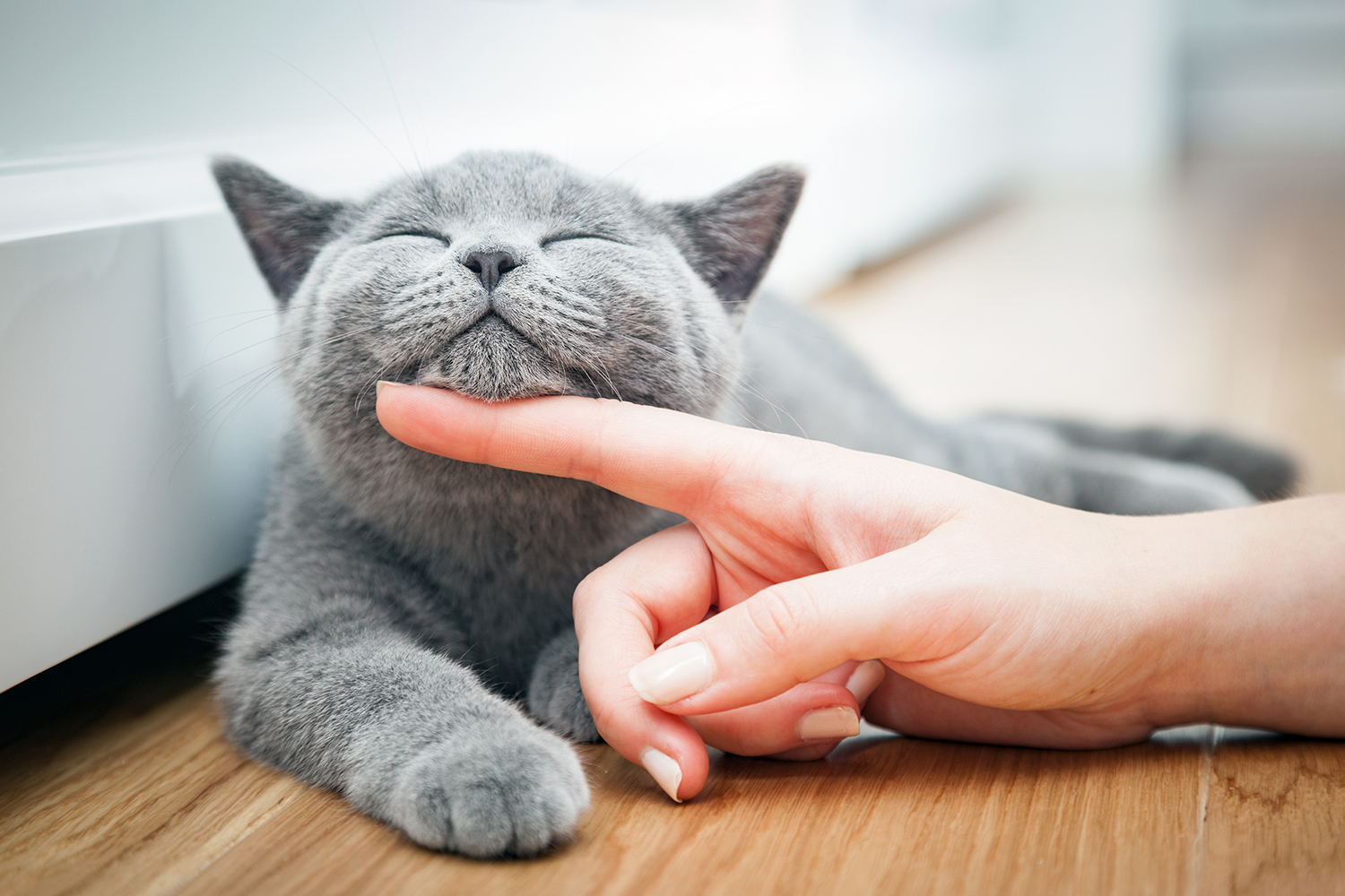 Lustige Katzennamen – wir haben die lustigsten Tiernamen