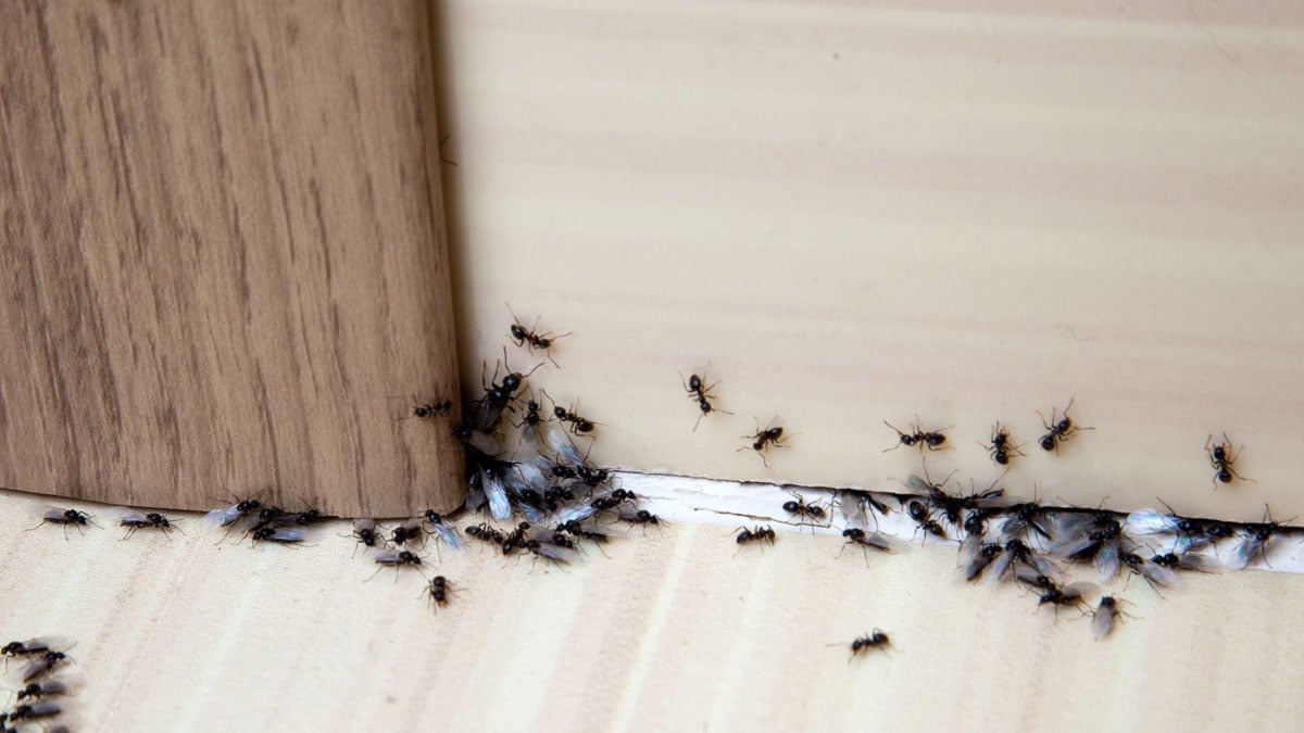 Natron gegen Ameisen – Tipps, um mit einem Hausmittel die Tiere zu bekämpfen
