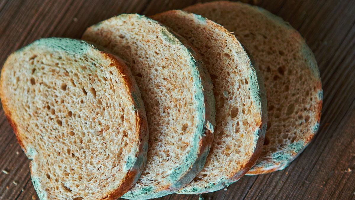 Verschimmeltes Brot gegessen – ist der Verzehr von Schimmel eine Gefahr für die Gesundheit?