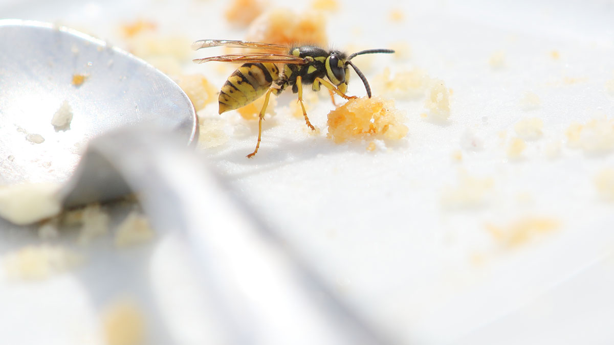 Wespen: Experten erklären, warum man sie nicht anpusten sollte