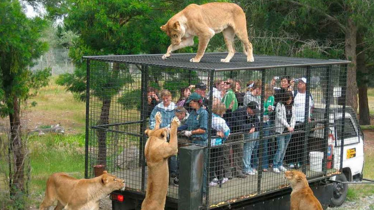 Zoo steckt Besucher in Käfige, während die Tiere frei herumlaufen