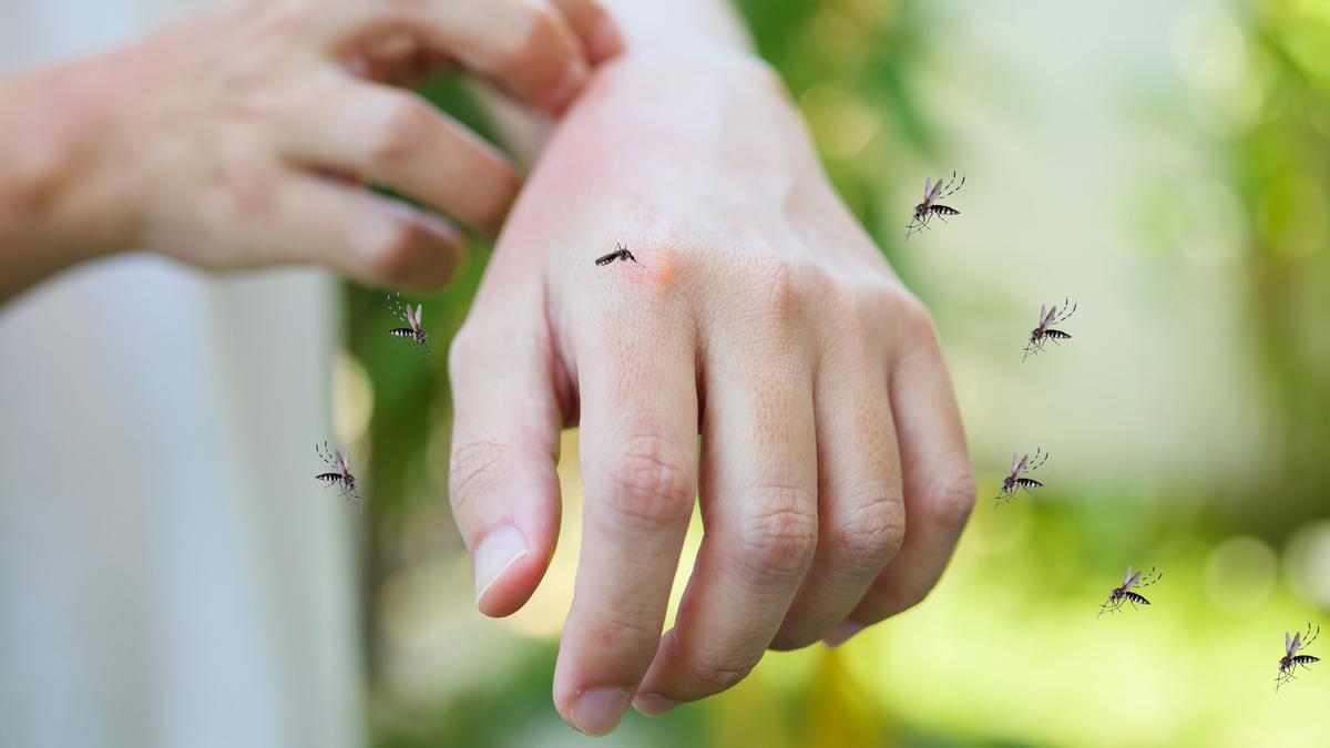 Neue Untersuchungen zeigen, was Mücken wirklich fernhält