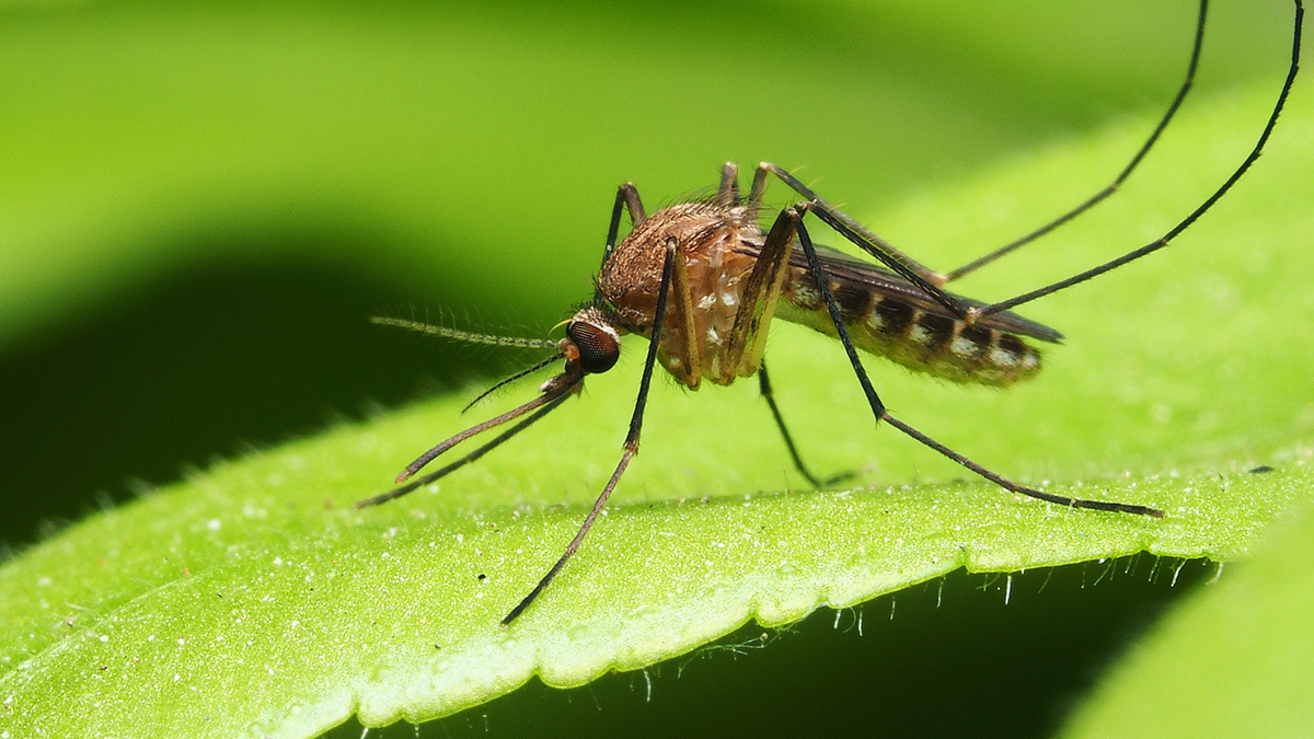 Mücken in die Falle locken: Mit diesem Hausmittel gelingt es
