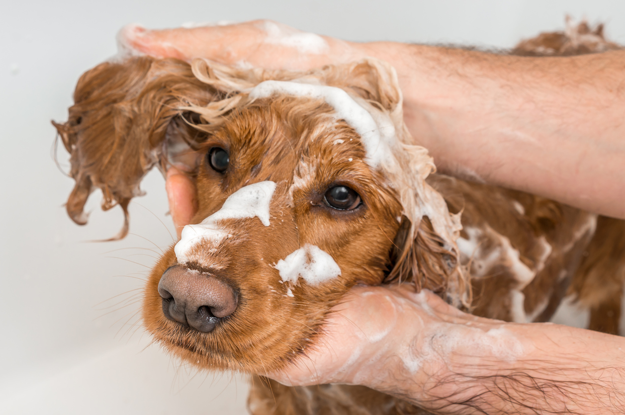 Pflegeleichter Hund: Tipps für das richtige Baden